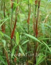 Fargesia scabrida Asian Wonder - bamboe Fargesia scabrida Asian Wonder - bamboe