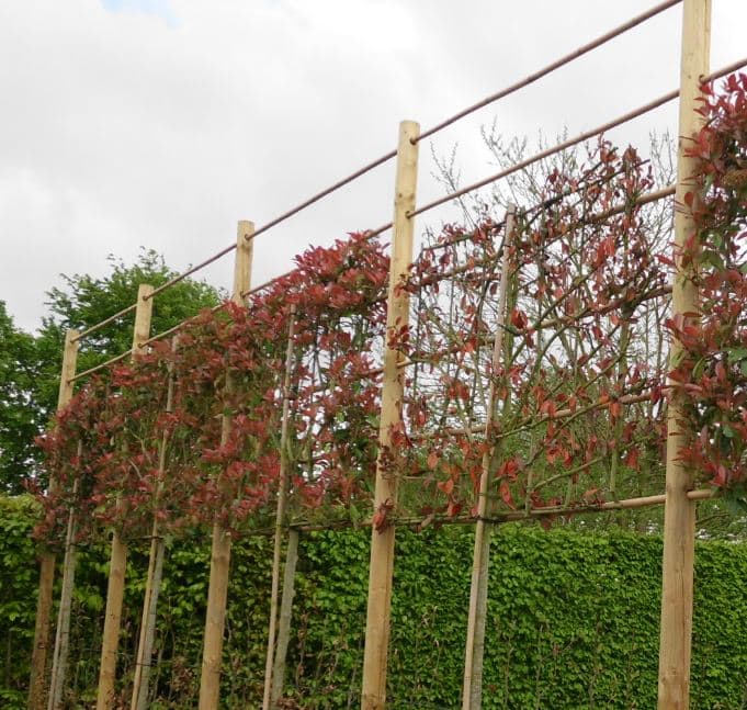 Photinia fraseri Red Robin leibomen Photinia Red Robin leiboom