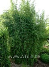 Fargesia 'Jiu' - Rode Bamboe Fargesia 'Jiu' - Rode Bamboe
