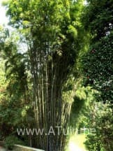 Phyllostachis nigra (Zwarte bamboe of Lakbamboe) Phyllostachis nigra (Zwarte bamboe of Lakbamboe)