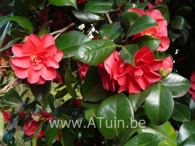 Camellia japonica met Groeigarantie. - Atuin webshop