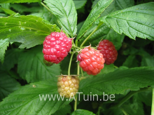 Framboisier Rubus Idaeus 'Malling Promise' - Lot De 4 Plants, Hauteur 50-60cm, ⌀15cm