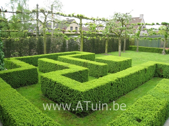 Buxus Sempervirens Met Groeigarantie Atuin Webshop