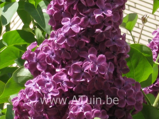 Syringa Vulgaris Andenken An Ludwig Spath Met Groeigarantie Atuin Webshop