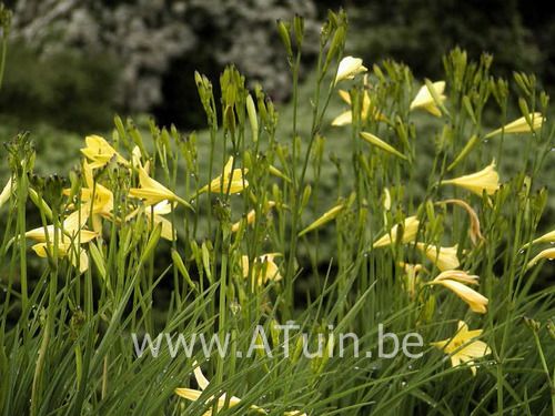 Hemerocallis lilioasphodelus - Gele Daglelie