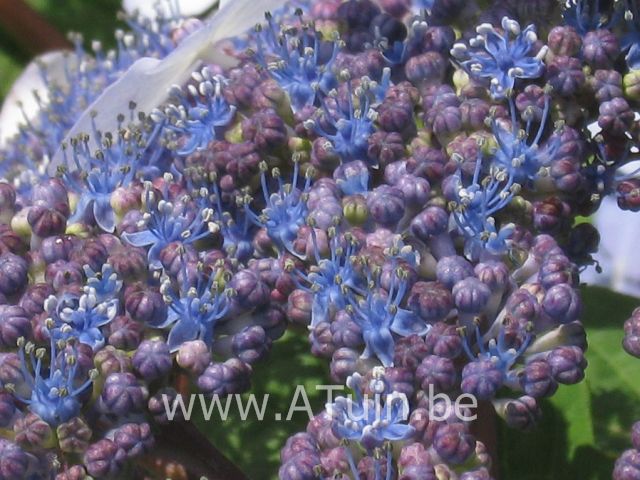 Hydrangea serrata 'Bluebird' - Berghortensia