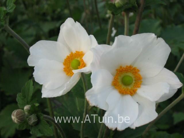 Anemone hybrida 'Honorine Jobert' - Anemoon