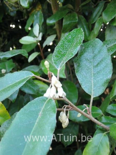 Elaeagnus ebbingei - Groenblijvende Olijfwilg