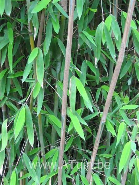 Fargesia nitida 'Great Wall' - Bamboe