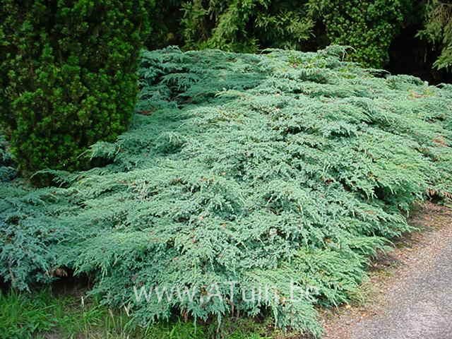 Juniperus squamata 'Blue Carpet' - Jeneverbes