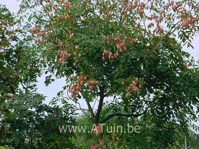 Koelreuteria paniculata - Zeepboom - Lampionboom