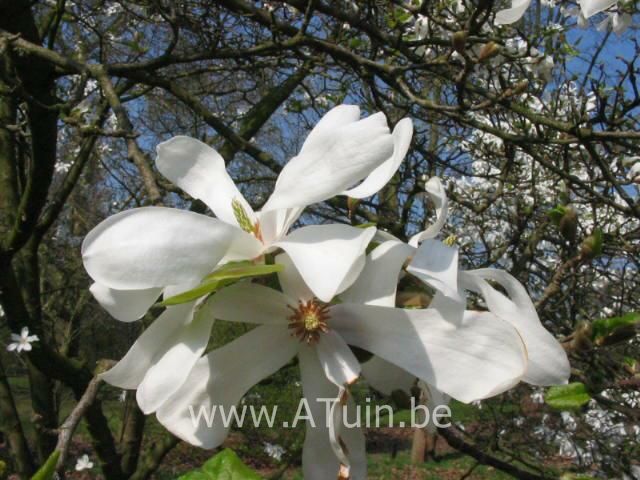 Magnolia loebneri 'Merrill' - Beverboom