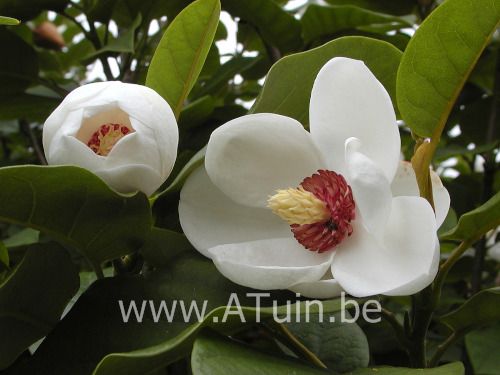 Magnolia sieboldii - Beverboom