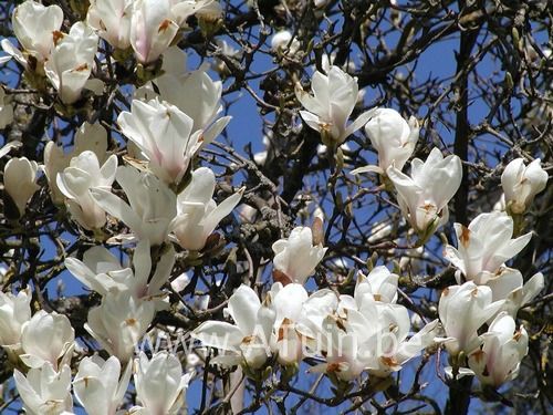 Magnolia soulangeana 'Alba Superba' - Beverboom