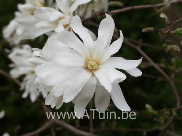 Magnolia stellata - Stermagnolia