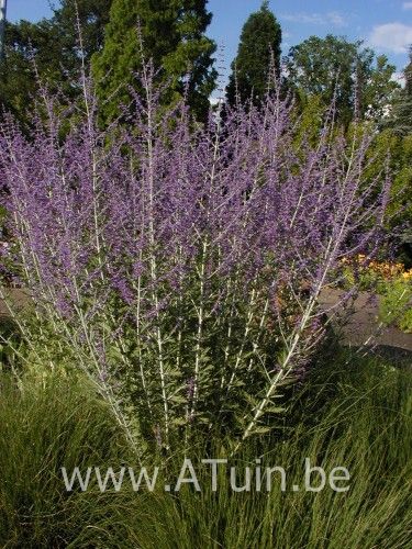 Perovskia atriplicifolia 'Blue Spire' - Reuzen Of Russische Lavendel