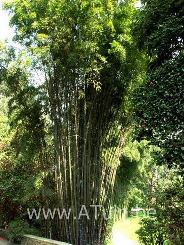 Phyllostachys nigra - Zwarte Bamboe - Lakbamboe