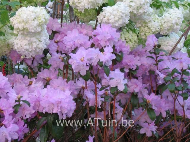 Rhododendron 'Praecox' - Rhododendron