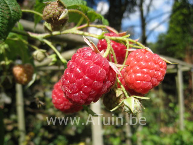 Rubus idaeus 'Autumn Bliss' - Framboos