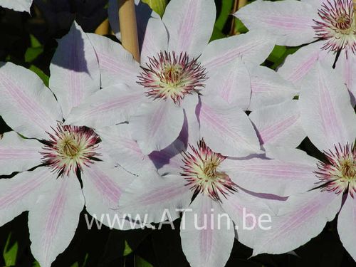 Clematis 'Nelly Moser' - Bosrank