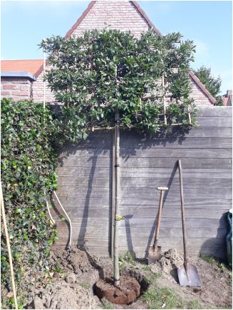 Hoe leibomen planten? - Tuinadvies over Je tuin aanleggen - Atuin webshop