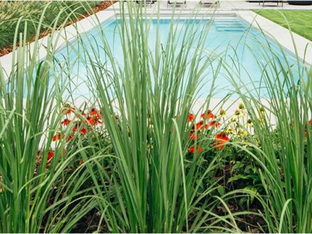 planten aan zwembad