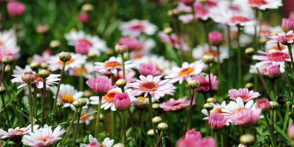marguerite-pixabay