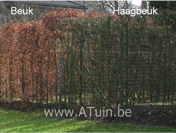 Carpinus betulus - Haagbeuk - winter