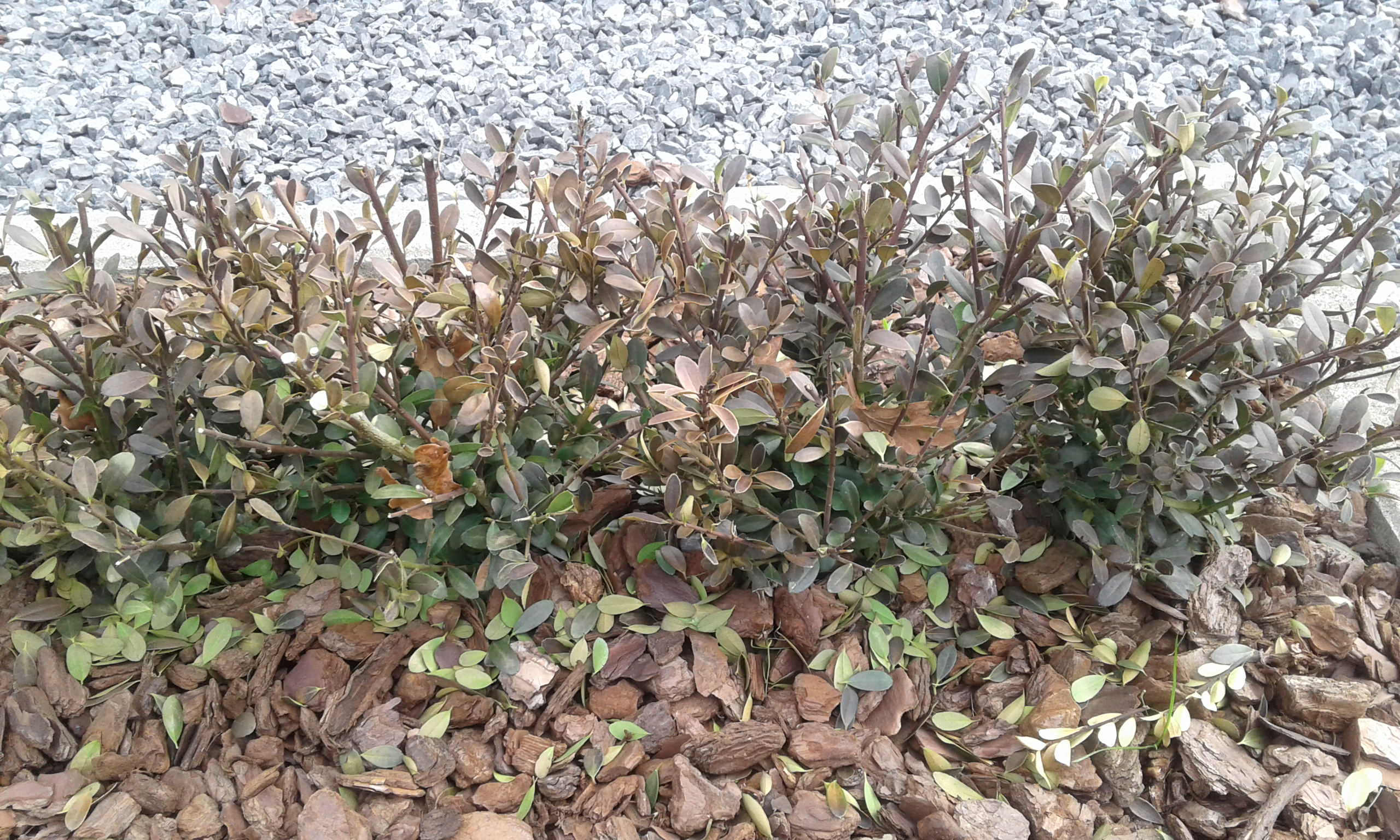 Ilex Crenata dark Green