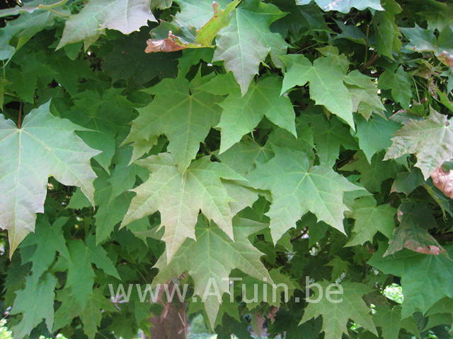 Acer platanoides 'Globosum' - Bolesdoorn