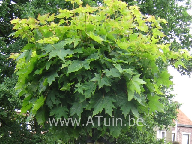 Acer platanoides 'Globosum' - Bolesdoorn