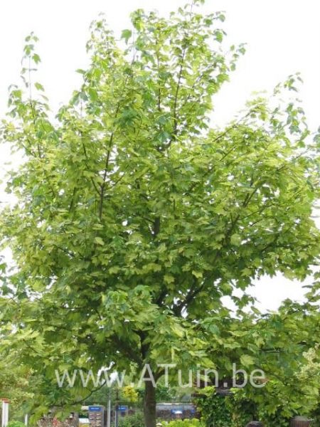 Esdoorn - Acer pseudoplatanus 'Leopoldii'