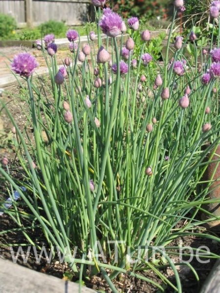 Allium schoenoprasum - Bieslook