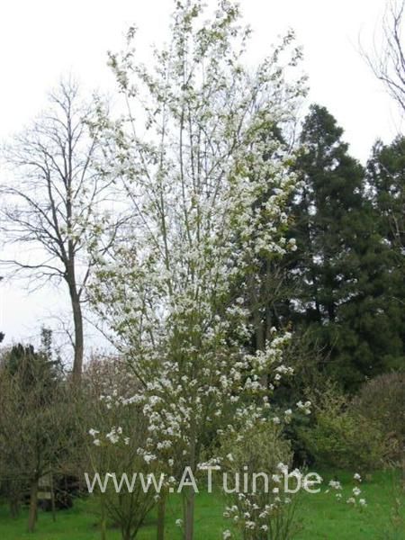 Amelanchier arborea 'Robin Hill' - Krentenboom - Rotsmispel