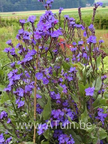 Ossentong - Anchusa azurea 'Dropmore'