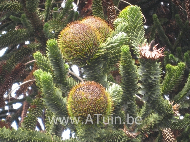 Araucaria araucana - Slangenden - Apeboom