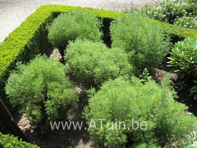 Artemisia abrotanum - Citroenkruid