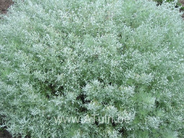 Alsembloem - Bijvoet - Artemisia schmidtiana 'Nana'