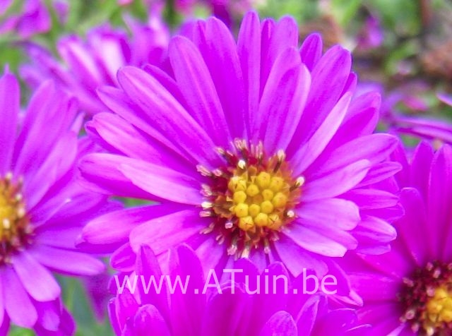 Aster - Aster (D) 'Jenny'