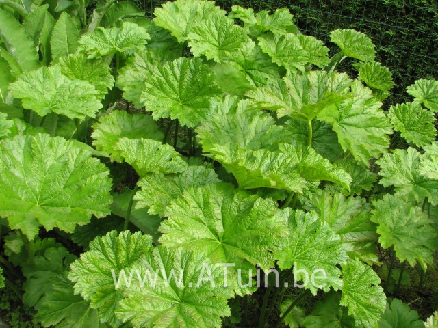 Astilboides tabularis - Tafelblad