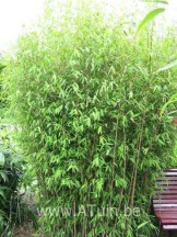 Fargesia nitida Great Wall - net woekerende bamboe