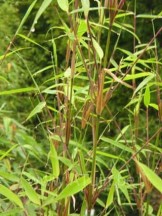 Fargesia robusta Pingwu - bamboe