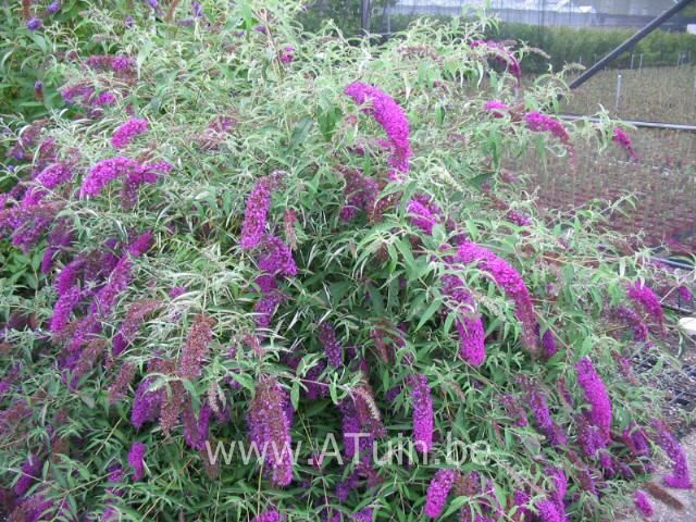 Vlinderstruik - Herfstsering - Buddleja davidii 'Nanho Purple'
