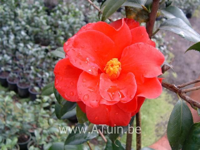 Camellia japonica - Rood - Camelia - Japanse Roos