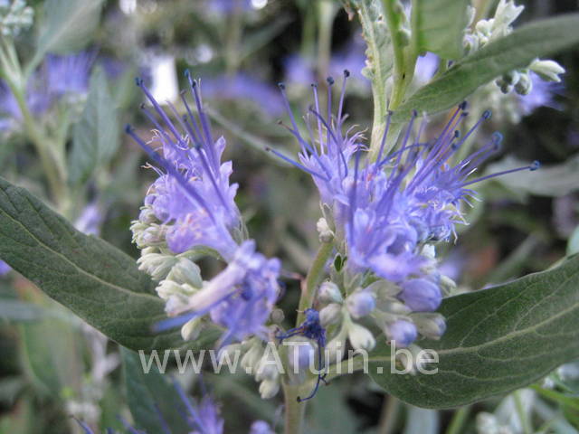 Blauwe Spirea - Caryopteris clandonensis 'Heavenly Blue'