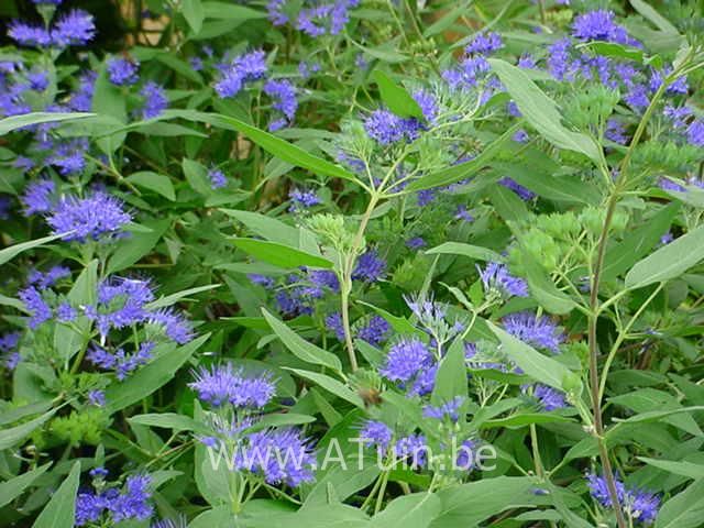 Caryopteris clandonensis 'Heavenly Blue' - Blauwe Spirea
