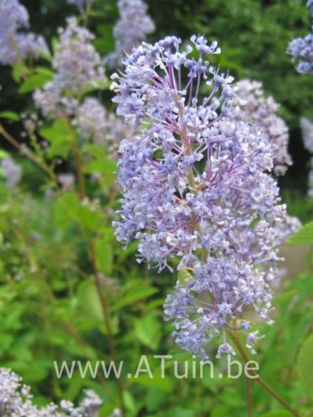 Amerikaanse Sering - Sikkelbloem - Ceanothus delilianus 'Gloire de Versailles'