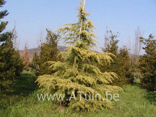 Gele Himalayaceder - Cedrus deodara 'Aurea'