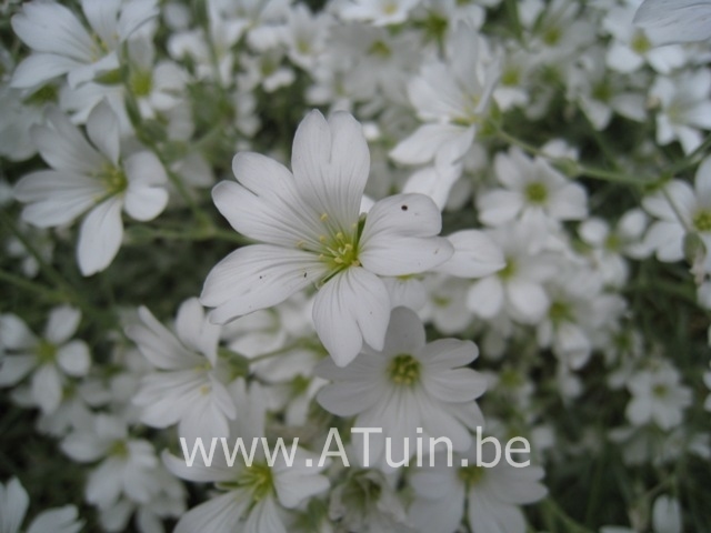 Hoornbloem - Cerastium tomentosum columnae