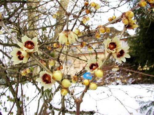 Winterbloeier - Meloenboompje - Chimonanthus praecox